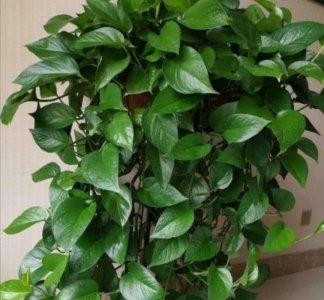 绿萝怎么养才能更旺盛叶子更绿油亮 浇2种水变旺盛小妙招