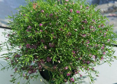 满天星喜水还是喜旱 满天星喜湿还是喜干旱