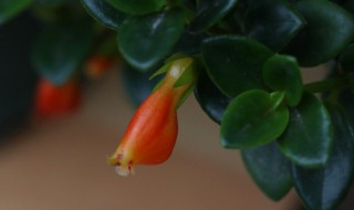 金鱼花可以放卧室养吗 卧室适合养金鱼花吗