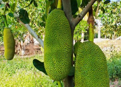 榴莲蜜的简介 榴莲蜜的种植条件和种植技术