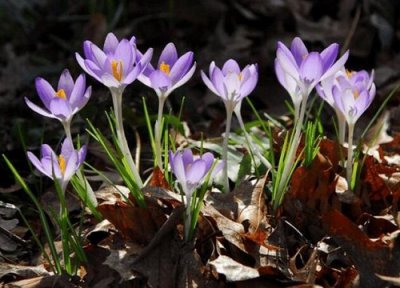 番红花花期时间 番红花花期是什么时候
