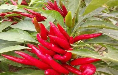 朝天椒烂果是什么原因 朝天椒种植果实烂果的原因