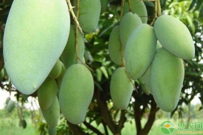 芒果怎样储藏时间比较久一些 用这四个技巧保鲜保存不变坏