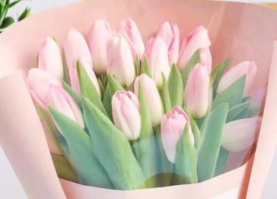 代表教师的花 送给教师的花是什么花