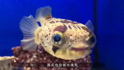 鱼会被淹死吗 鱼在水里生活有没有可能被淹死