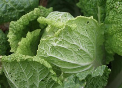 北方地区什么时候种大白菜 北方大白菜什么时候种植最好