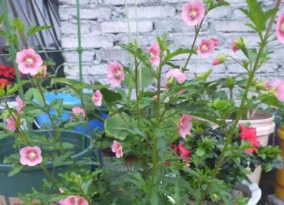 木槿花什么时候移栽最好 木槿移栽时间和方法