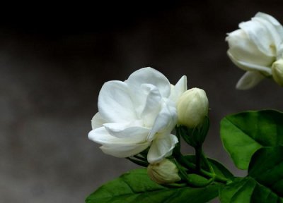 茉莉花什么时候打顶好 春季茉莉花打顶需要注意些什么