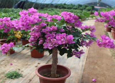 三角梅肥害多久能恢复 三角梅出现肥害该怎么处理