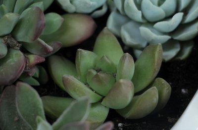 多肉干瘪了萎缩怎么办 多肉叶片干瘪应该如何拯救恢复