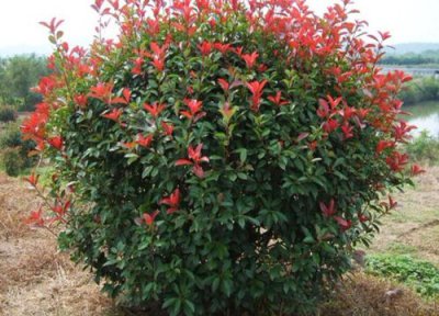 石楠球属于乔木还是灌木 石楠球是乔木还是灌木植物