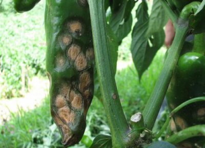 辣椒种植中常见病害 辣椒病虫害防治技术与方法措施