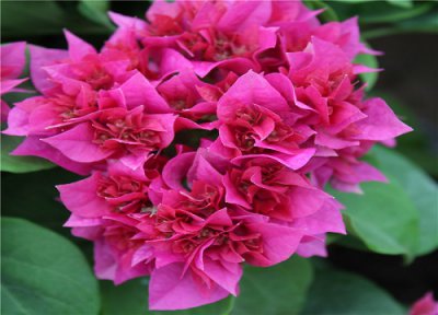 怎样三角梅才能开花 三角梅开花需要满足哪些要求