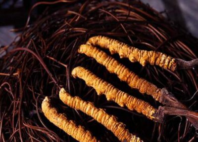 冬虫夏草能直接吃吗 冬虫夏草的主要功效与作用