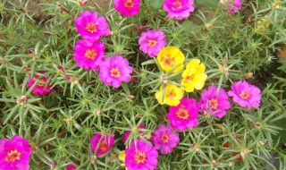 太阳花枝条冬天保存方法 太阳花如何过冬