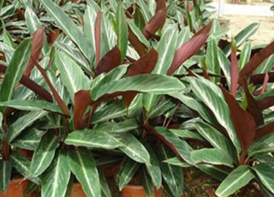 紫背天鹅绒竹芋的养殖方法和注意事项 怎么养护才茂盛