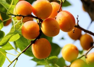 山杏成熟时间 山杏什么时候成熟