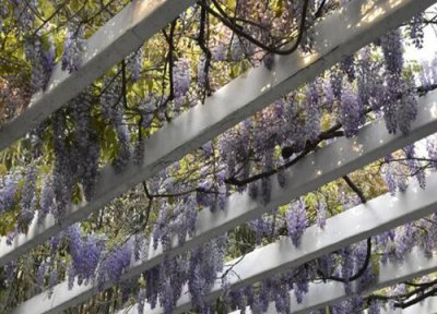 紫藤花冬天落叶吗 紫藤常绿还是落叶