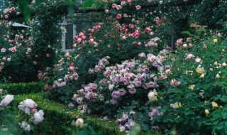 适合盆栽的大型花有哪些 适合盆栽的大型花有什么