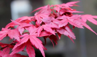 红枫移盆把叶子都剪掉 红枫花换盆注意事项和方法