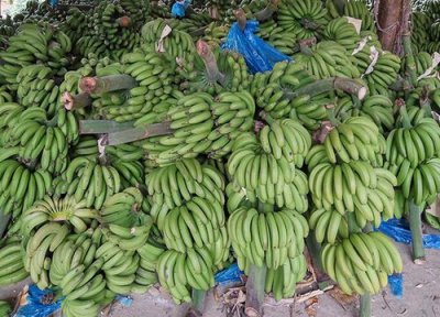 狗能吃香蕉吗 狗吃香蕉的好处