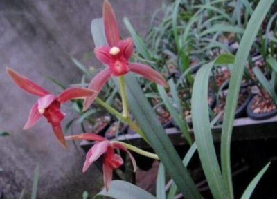 兰花植料可以种其他花吗 刚买面来的兰花植料可不可以立马栽种