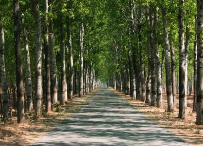北京适合种植什么植物 北京常见植物有哪些
