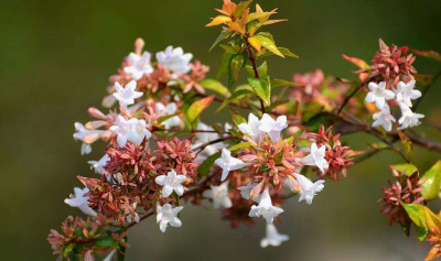 六道木是什么树 六道木树生长地方以及图片