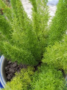 办公室最旺风水又好养的植物 办公室放什么植物旺财好养