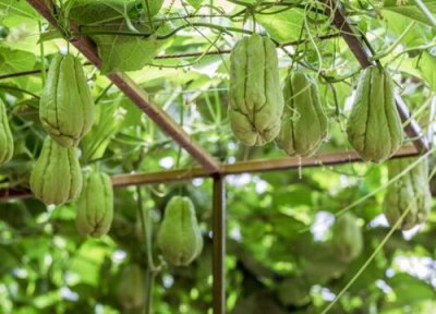 佛手瓜如何留种过冬天 留种的佛手瓜冬天怎样保存