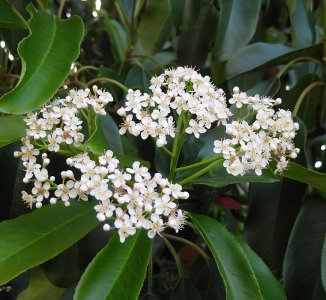 石楠花为什么是精子味 为什么闻起来一股特别味道