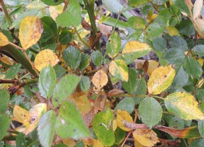 月季叶子发黄一碰就掉怎么补救长新芽 施肥、消毒、用药