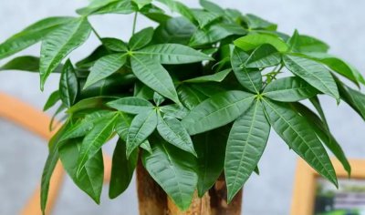 发财树施什么肥料好长得最快最茂盛 浇什么肥可枝叶旺盛