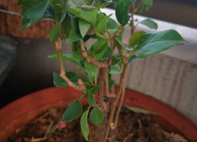 三角梅换盆时间和方法 三角梅什么时候换盆?