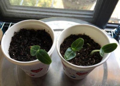 盆栽葫芦的种植方法和时间 盆栽葫芦种植技术 要点