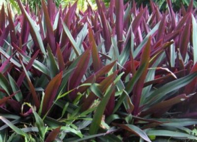 紫背万年青开花吗 开花是什么样的