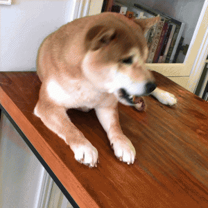 什么狗聪明听话又好养 乖巧又好驯的宠物狗品种