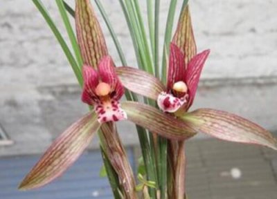 入夏后如何把兰花新芽养壮 兰花如何养护才能发出壮芽