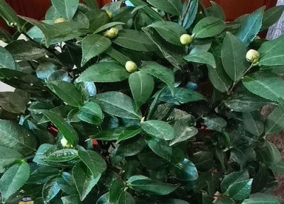 茶花有花苞好久就是不开花怎么办 好大的花苞开不了花