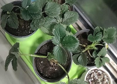 草莓苗喜阴还是喜阳 草莓苗喜阴还是喜阳光的植物