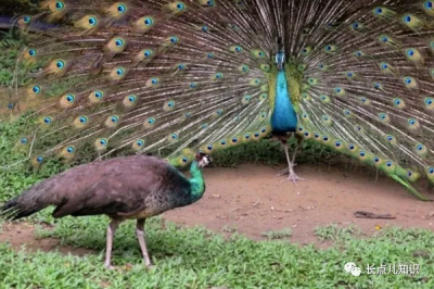孔雀开屏是什么行为 孔雀开屏是求偶行为还是繁殖的意思