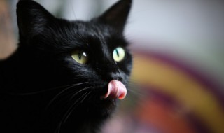 猫砂盆怎么用 如何用猫砂盆