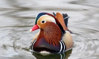 鸳鸯中的哪个字代表雄鸟 鸳鸯中代表雄鸟的字是哪个