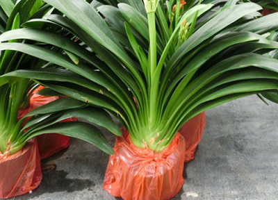 什么是君子兰夹箭现象 秋季君子兰出现夹箭现象的原因