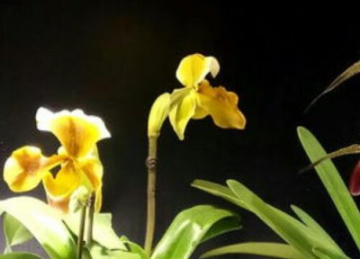 代表可爱的花有哪些 什么花的花语是活泼可爱