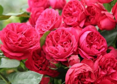 真彩230月季是藤本还是灌木 真彩230月季属于藤本还是灌木