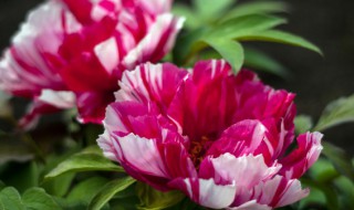 室外耐寒的植物有哪些 室外有哪些耐寒的植物