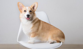 狗狗能吃方便面吗 狗狗可以吃方便面吗