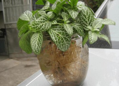 网纹草是否怕冻 网纹草冬天怎么养护