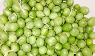 青豆泡水发芽了还可以吃吗 青豆泡水发芽了还能不能吃呢